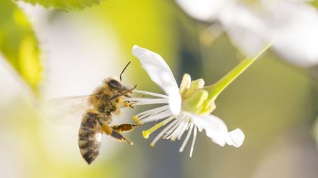 L’oasi delle api per preservare la biodiversità
