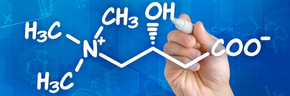Carnitina: tipologie e caratteristiche Carnitina: tipologie e caratteristiche