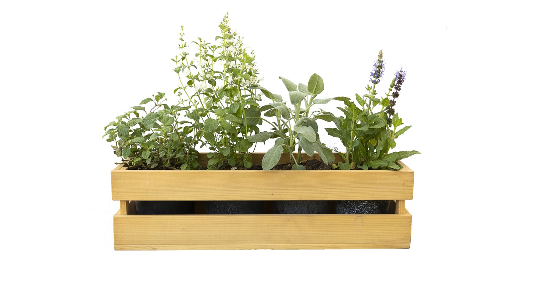 4 piante aromatiche da coltivare sul balcone utili per cucinare 4 piante aromatiche da coltivare sul balcone utili per cucinare