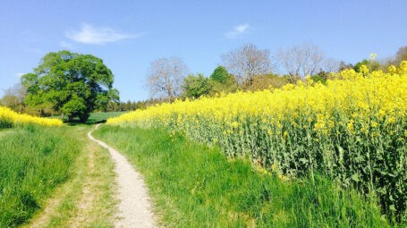 natura, verde, campagna