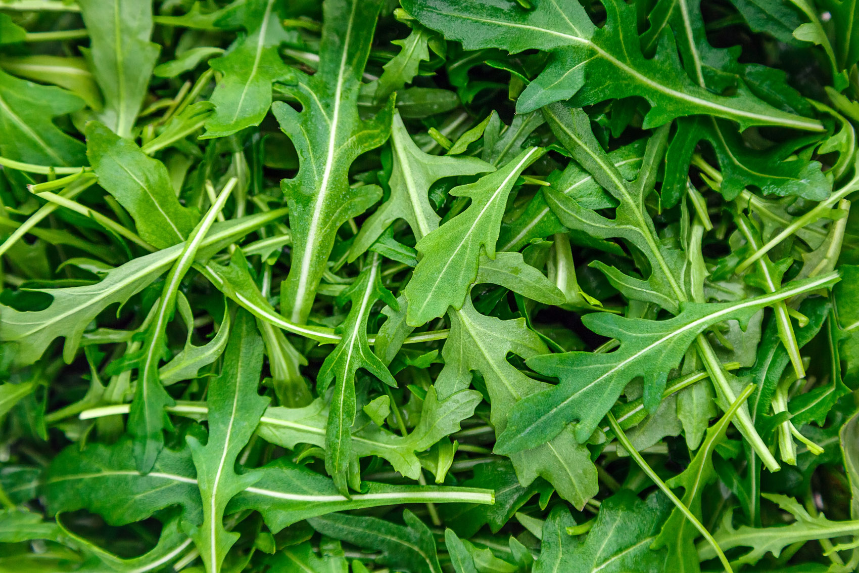 Il gusto dell’amaro Il gusto dell’amaro