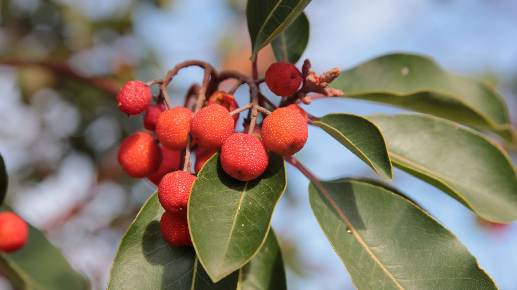 Foraging: che cos’è, come funziona e come si fa