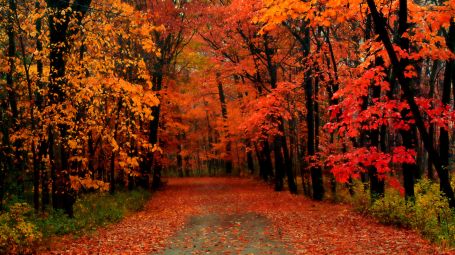 autunno, bosco, foglie