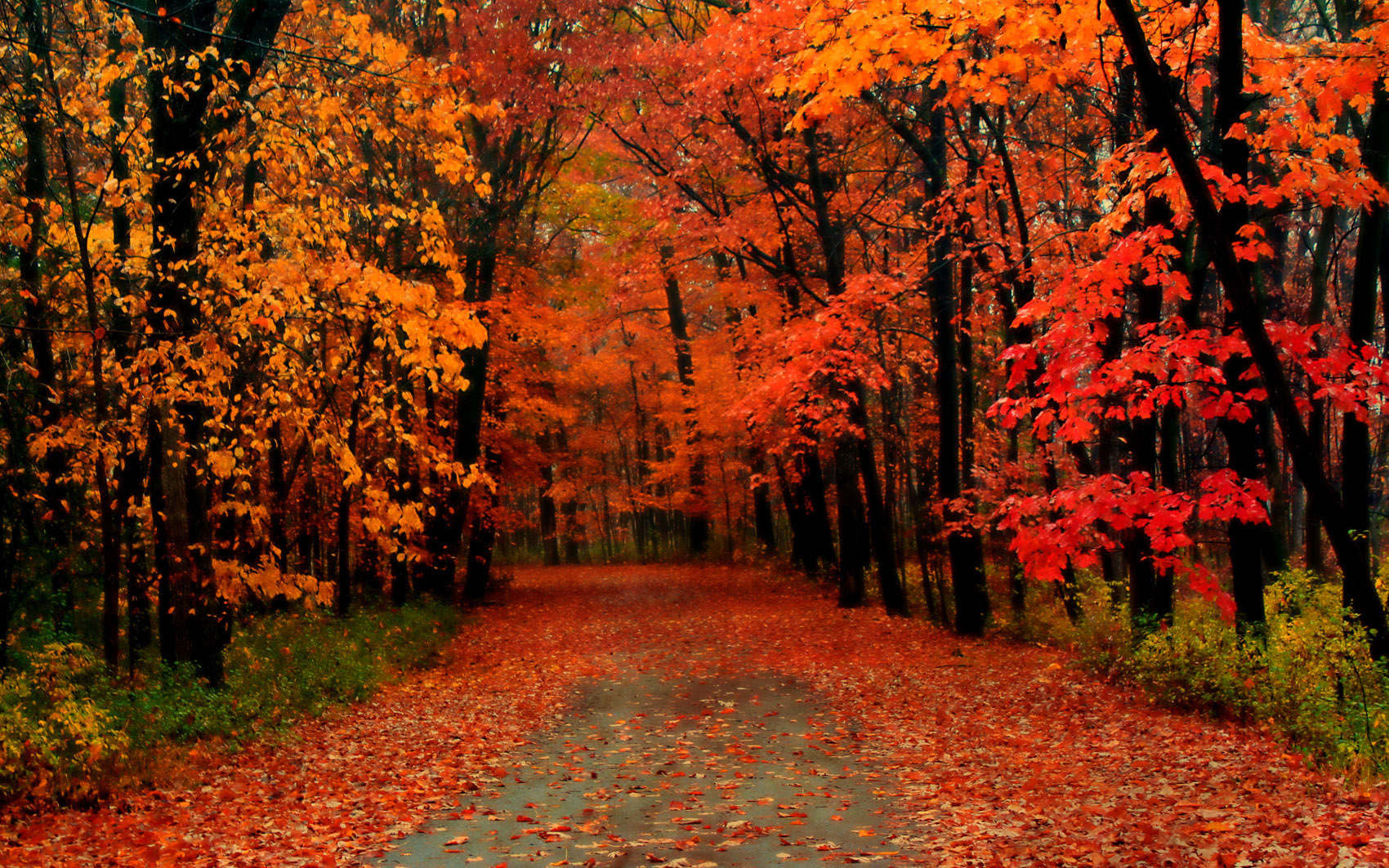 Foliage: perché fa bene al corpo e alla mente