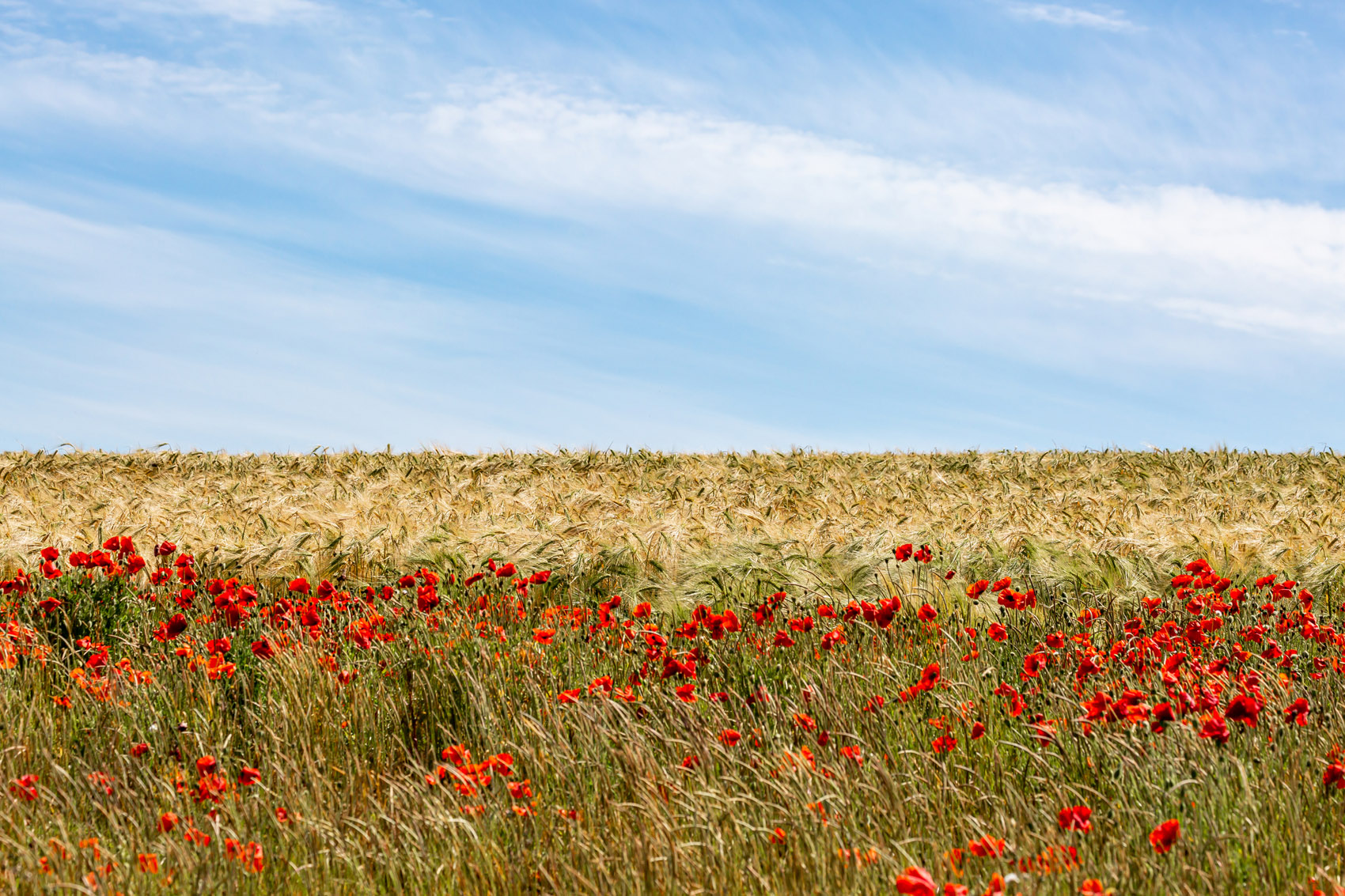 Come difendere ambiente e biodiversità: il progetto dell’Europa Come difendere ambiente e biodiversità: il progetto dell’Europa