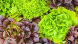 Come seminare e coltivare l’insalata (anche sul balcone)