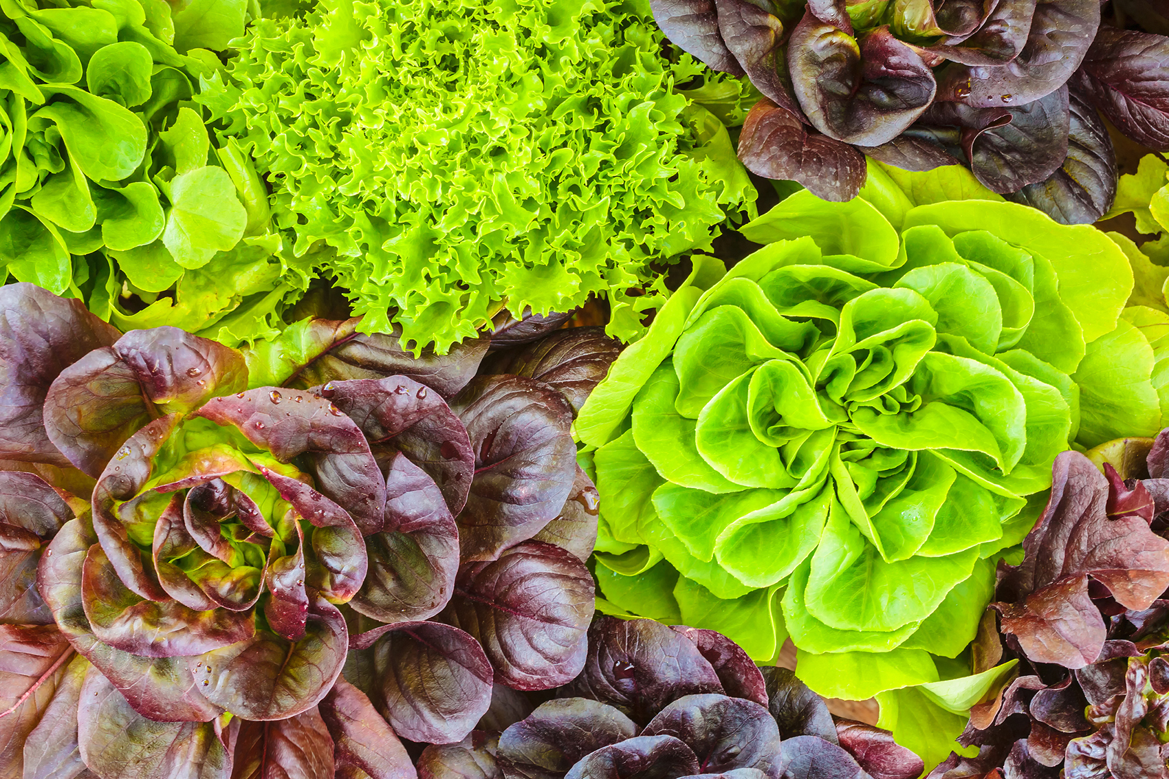 Come seminare e coltivare l’insalata (anche sul balcone) Come seminare e coltivare l’insalata (anche sul balcone)