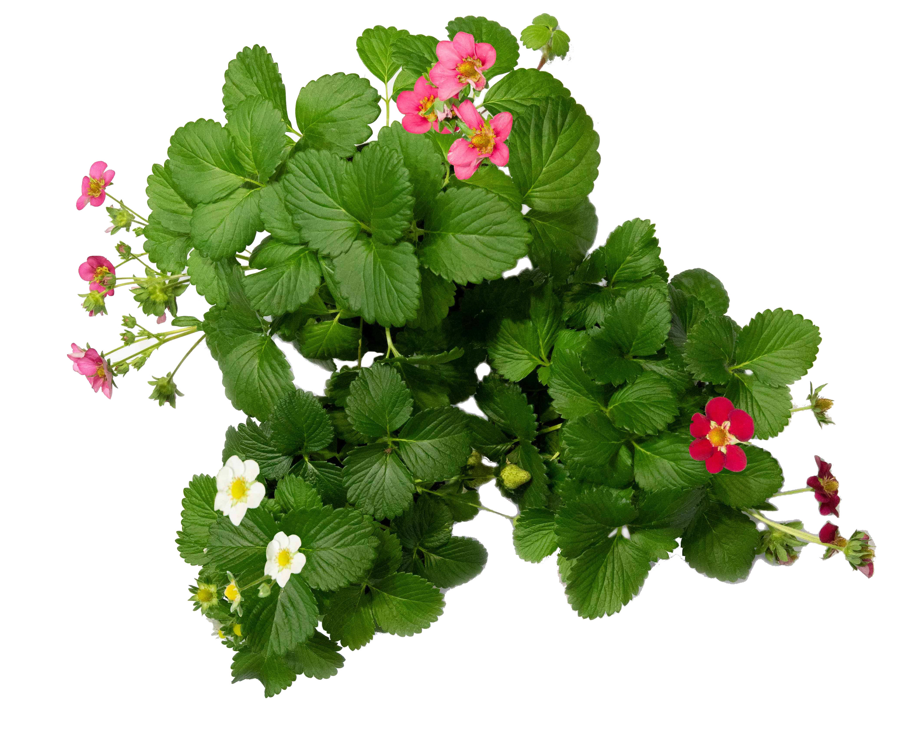 Fragole fresche e profumate: come coltivarle sul terrazzo