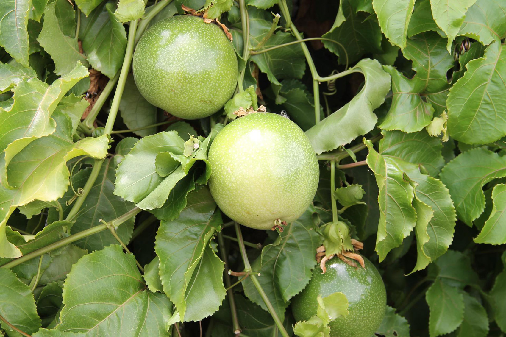 Le dritte per coltivare il frutto della passione
