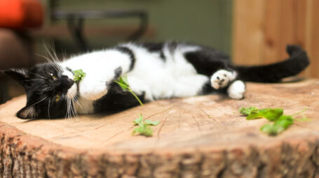 gatto mangia erba gatta