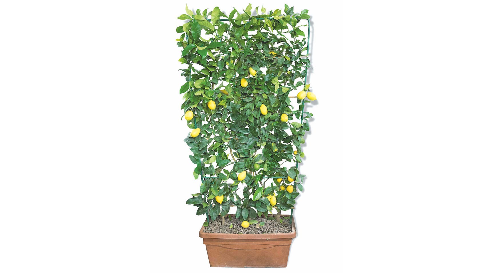 Come rendere più bello il tuo balcone con i limoni