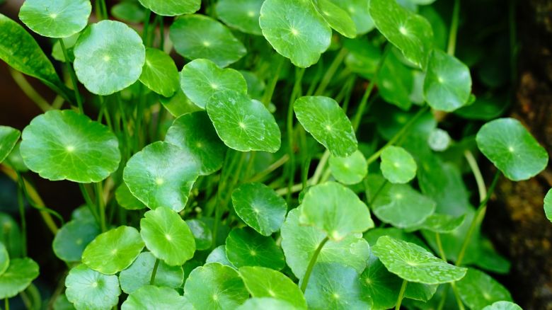 Antiage, il potere degli estratti vegetali per pelle e capelli