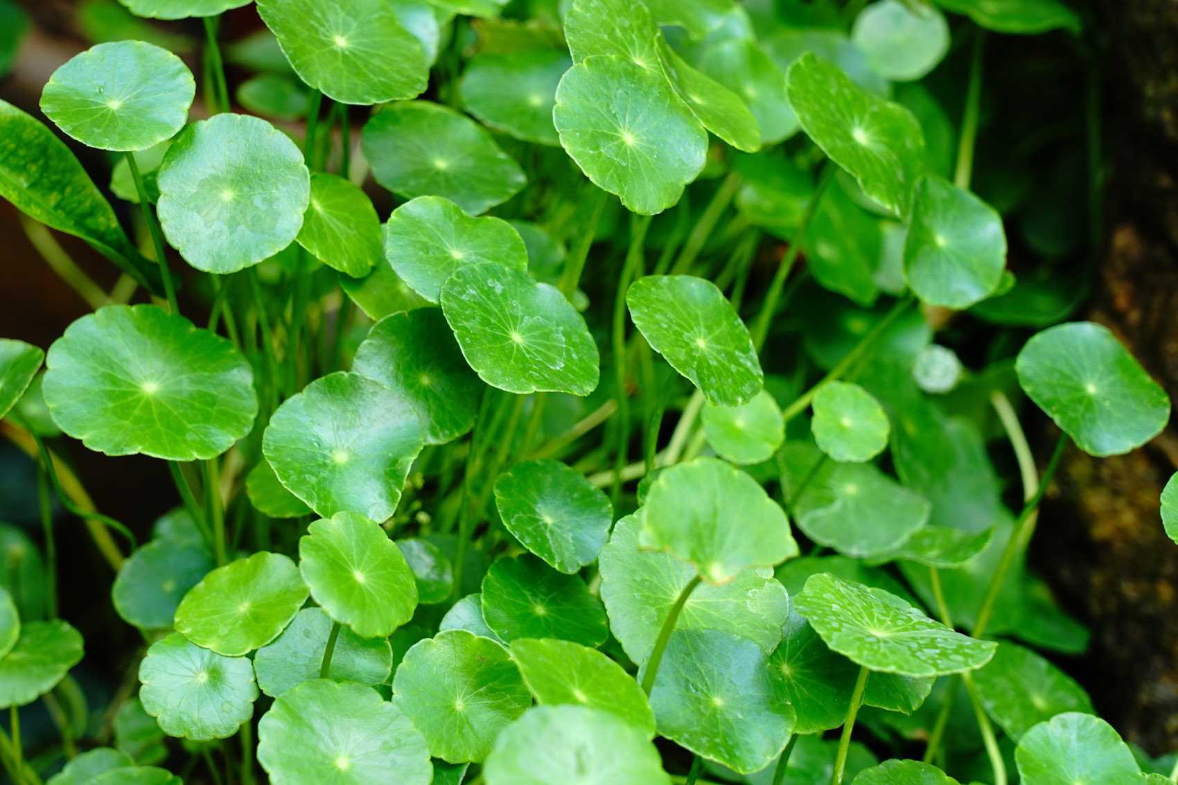 Antiage, il potere degli estratti vegetali per pelle e capelli