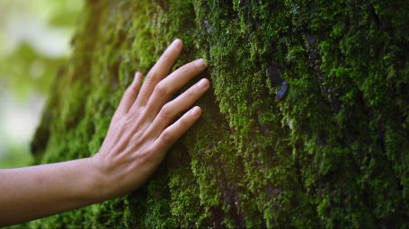 mano, natura, albero, muschio