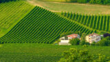 A Vittorio Veneto vendemmia al chiaro di luna, nel rispetto del territorio