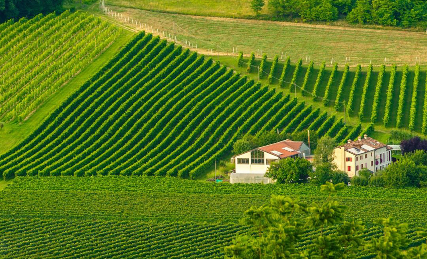 A Vittorio Veneto vendemmia al chiaro di luna, nel rispetto del territorio
