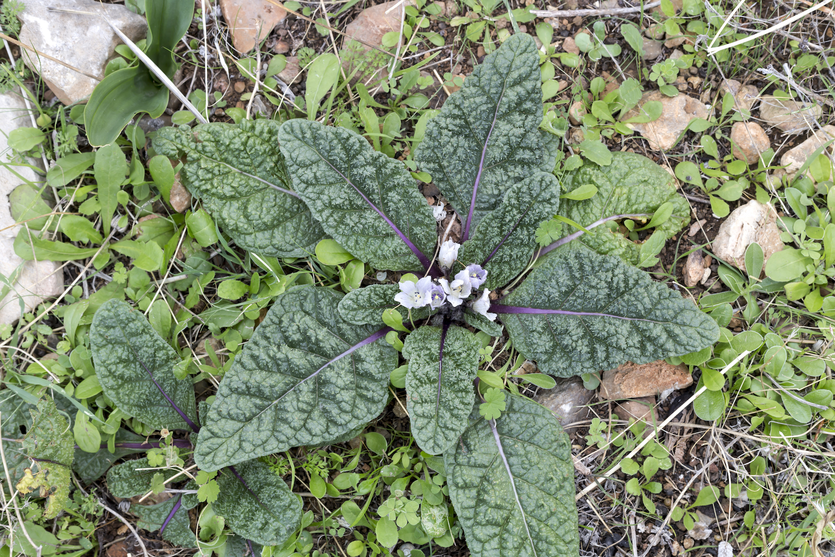 Mandragola: che cos’è e perché è pericolosa