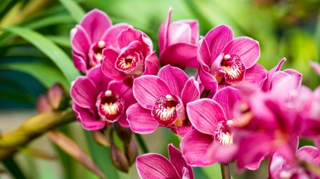 Fiore cymbidium, orchidea