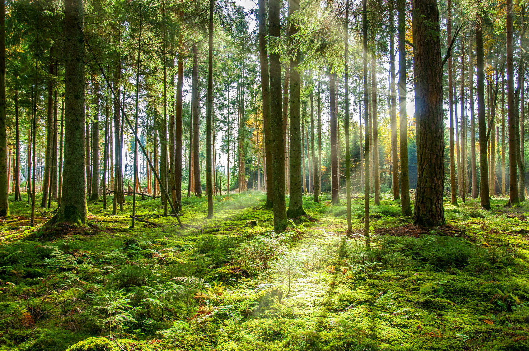 Perché la natura è cura di corpo e psiche e attiva risorse mentali Perché la natura è cura di corpo e psiche e attiva risorse mentali