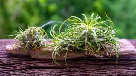 tillandsia