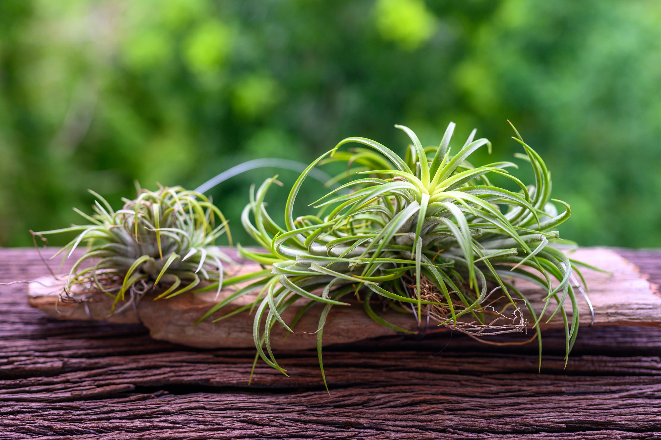 Tillandsia, la pianta che assorbe gli inquinanti