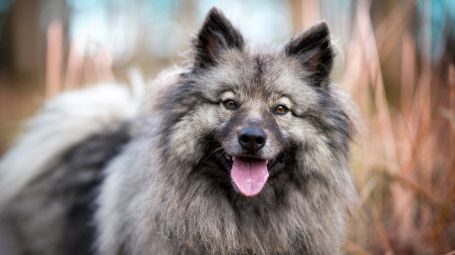 cane Keeshond o Wolfspitz