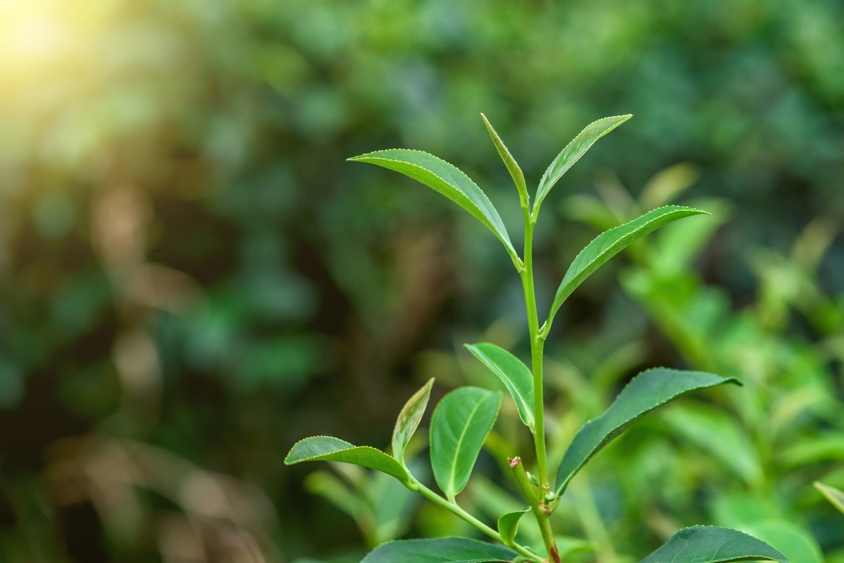 Pianta da tè, come coltivarla sul balcone di casa Pianta da tè, come coltivarla sul balcone di casa