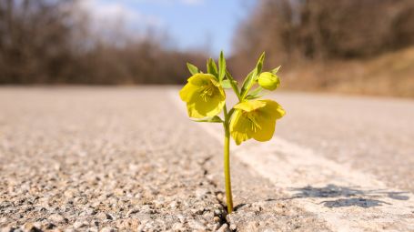 fiore giallo che cresce sulla strada, tra asfalto, speranza