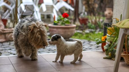 cani in casa, cucciolo