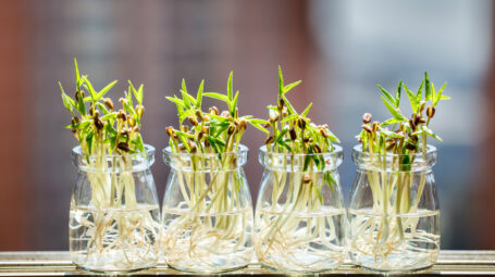 Germogli di fagioli mung verdi sani,