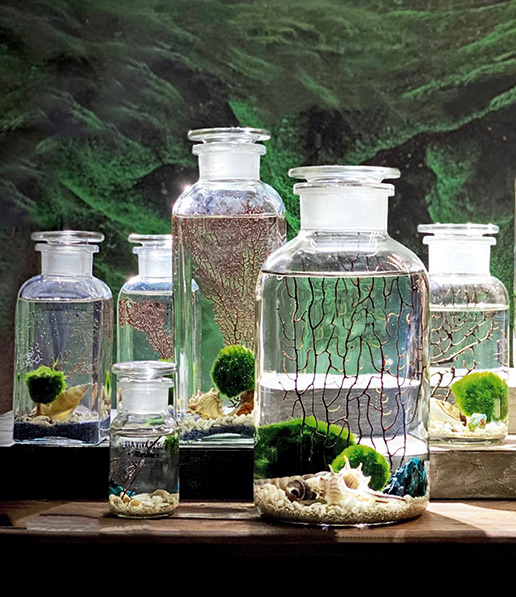 Terrarium, come creare il mini giardino a casa in 5 passi - Design e  Giardino 