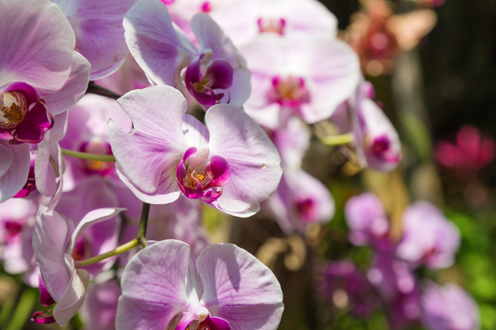 Concimare le orchidee: quando e qual è il miglior concime