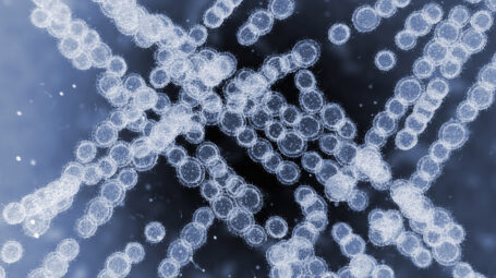 Candida auris: cos’è, come si prende, perché preoccupa