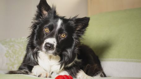 border collie, cane, divano, gioco