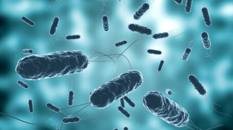 colera, colonia di vibrio al microscopio