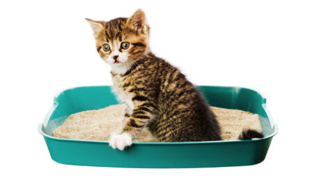 gatto nella lettiera