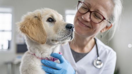 cane, veterinario, cucciolo