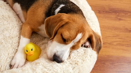 cane beagle dorme, cuccia, gioco