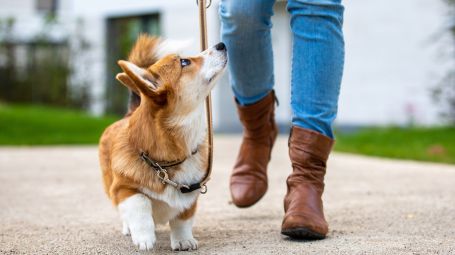 cane al guinzaglio a passeggio, cucciolo, dog training