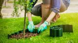 Perché piantare il proprio albero in città: le varietà più adatte