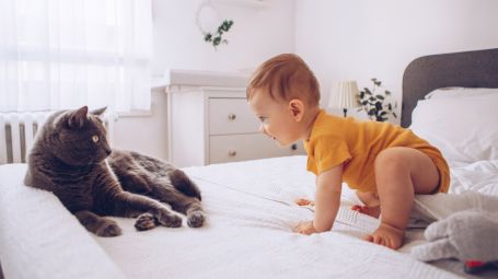 gatto, bambino, letto