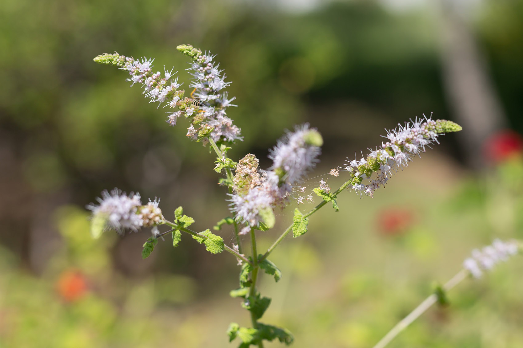 cimifuga, Actaea racemosa, pianta