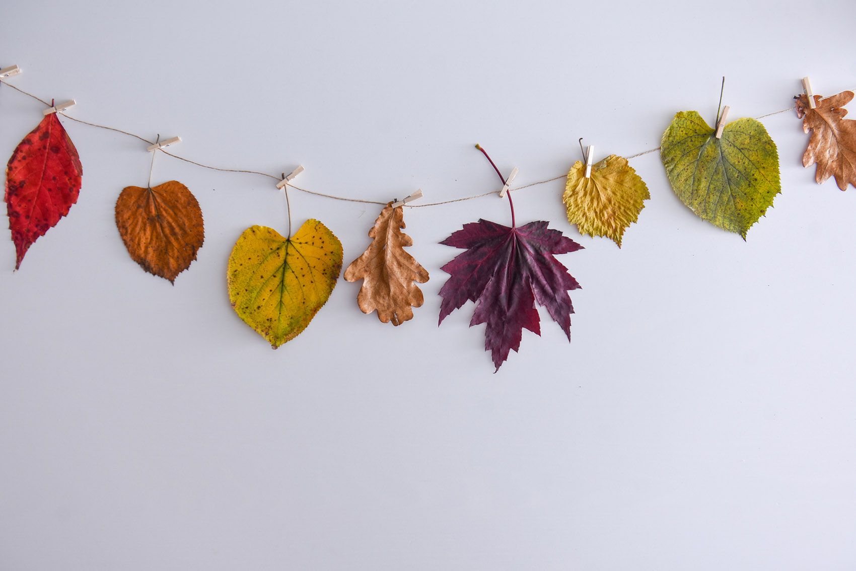 Foliage domestico: idee per portare foglie e autunno a casa