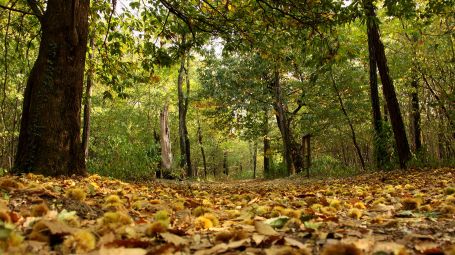 Bosco WWF di Vanzago