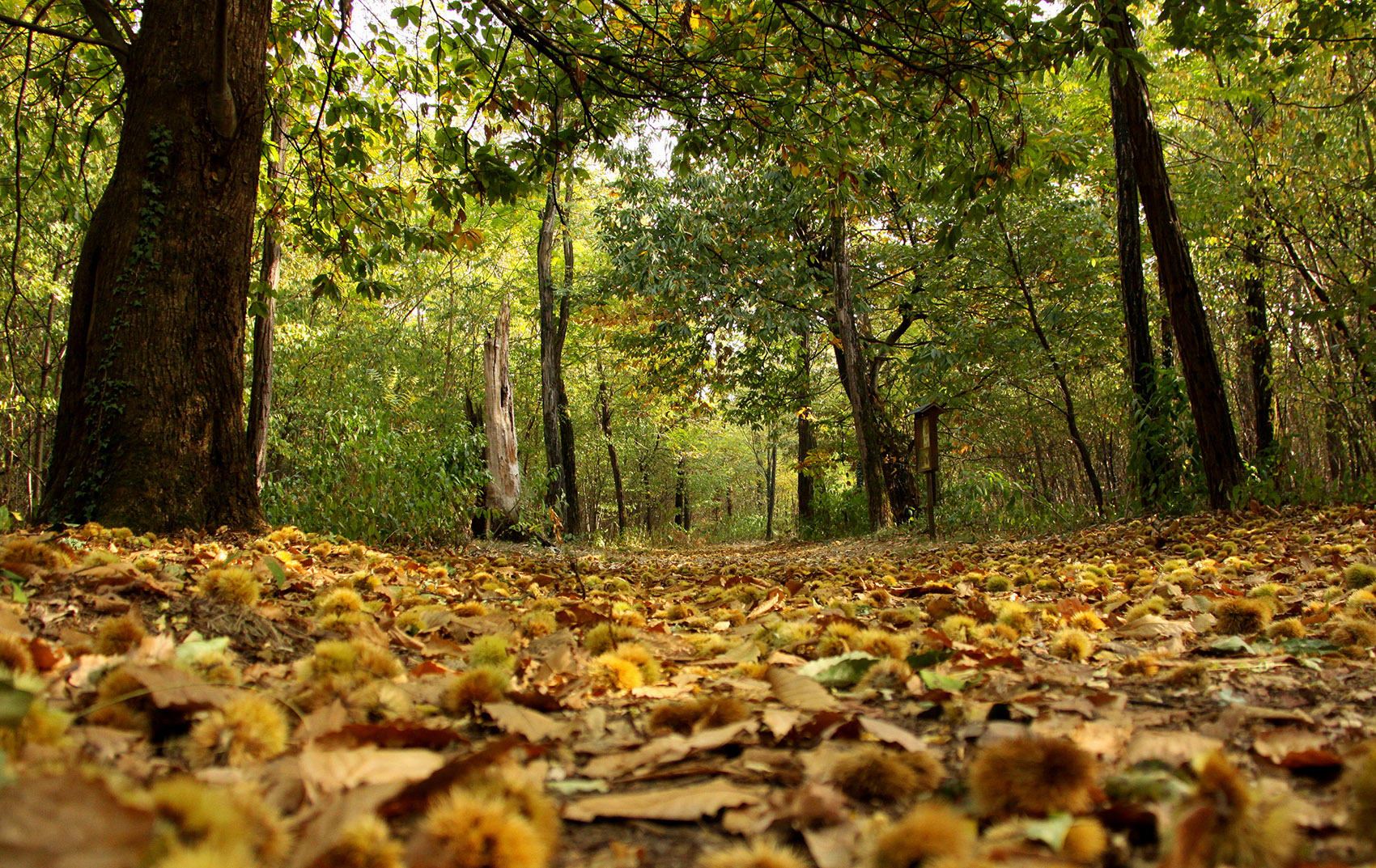 Forest bathing, nascono tre nuove Oasi del respiro