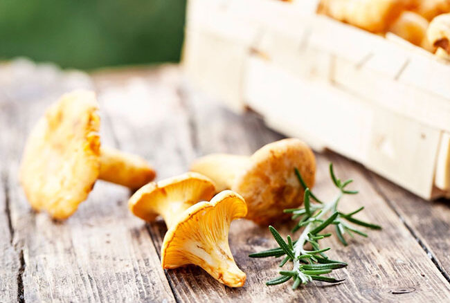 Galleria foto 'Funghi: proprietà e come riconoscere le varie specie' - foto 2