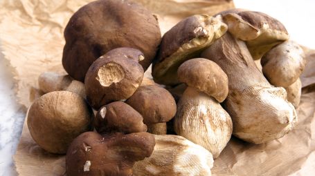 funghi porcini