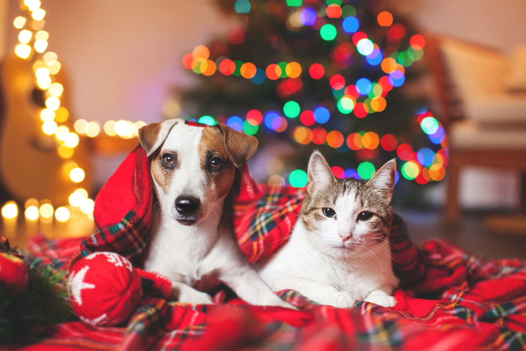 Il Natale ideale per cani e gatti: le regole da seguire Il Natale ideale per cani e gatti: le regole da seguire