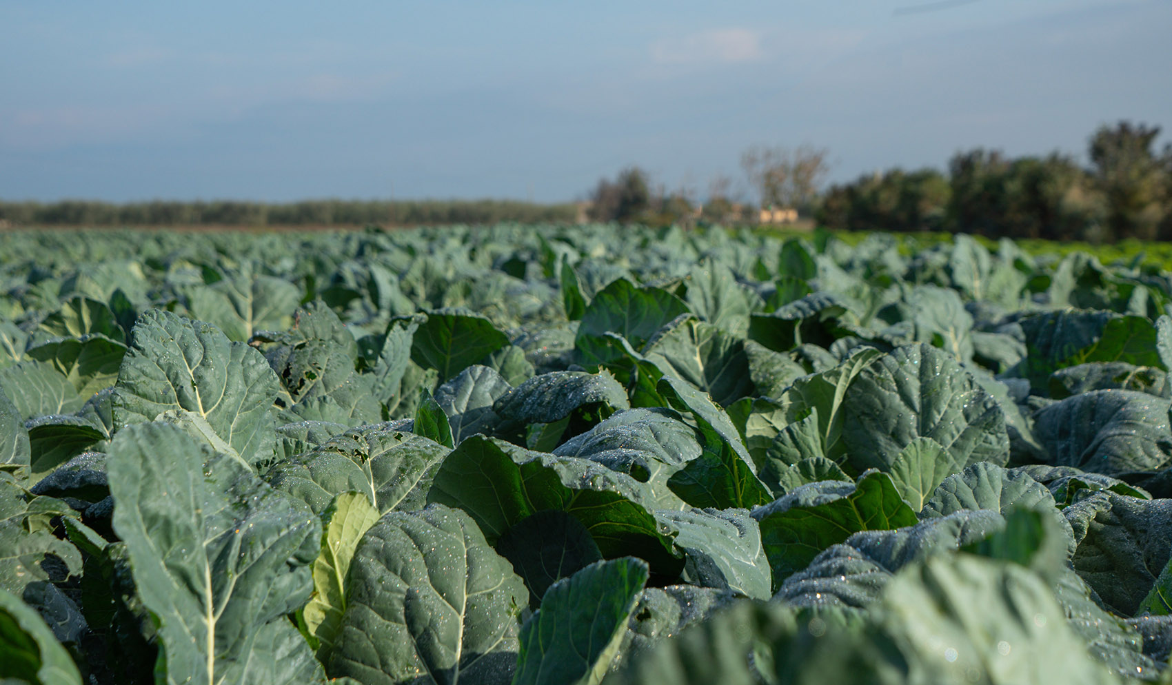 Sosteniamo l’agricoltura: al via la campagna per il prezzo trasparente Sosteniamo l’agricoltura: al via la campagna per il prezzo trasparente