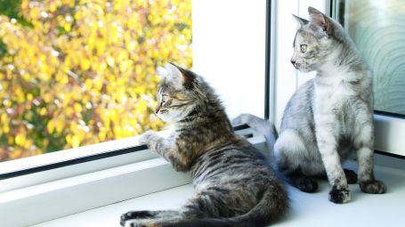 gatti sulla finestra
